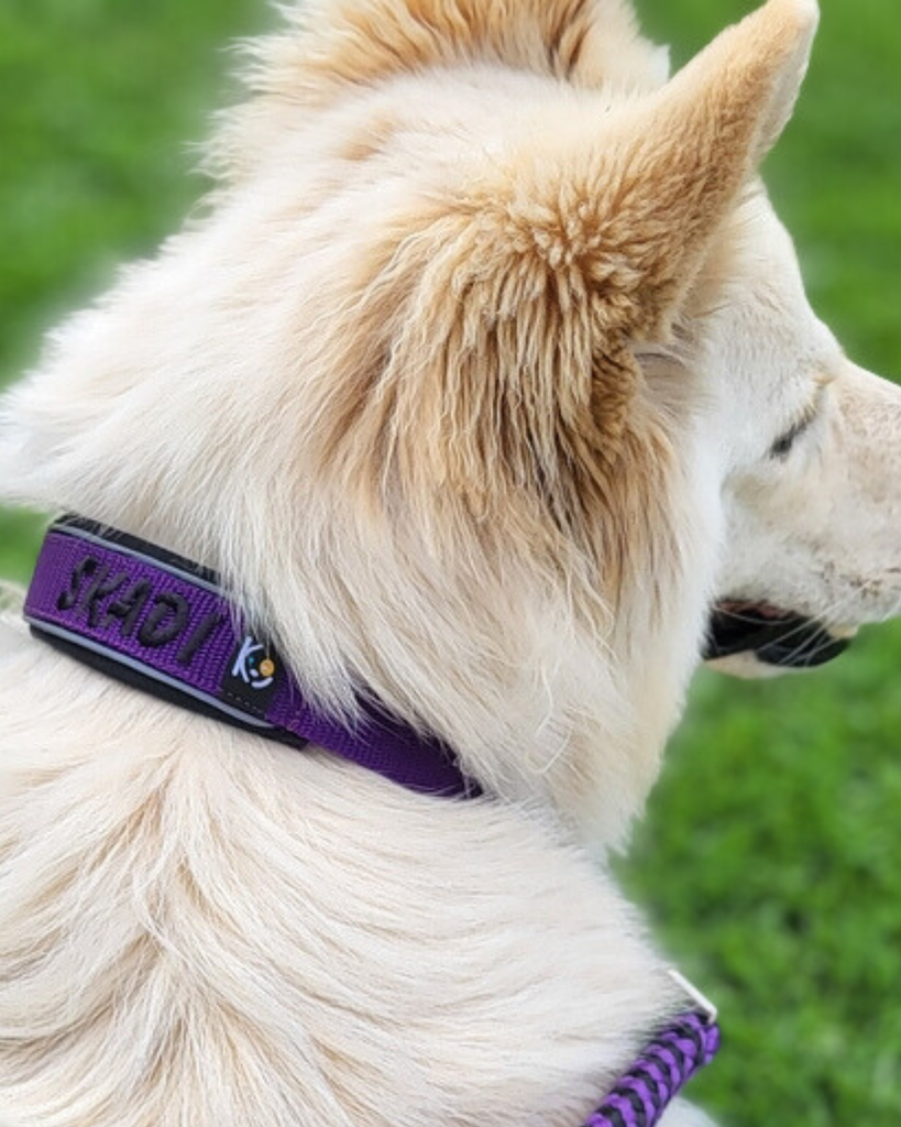 4kyon-halfcheck-halsband-naam-hond-dog-collar-personalised-name-paarspurple.png