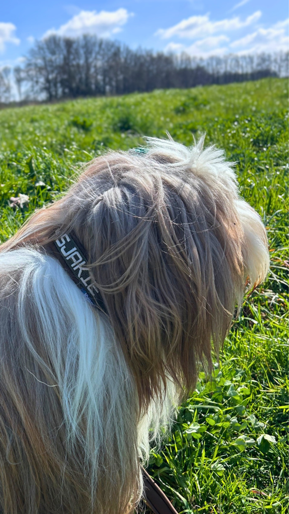 Halsband voor grote honden, 5 cm brede halsband met handvat, voor extra Halsband voor grote honden, 5 cm brede halsband met handvat, voor extra