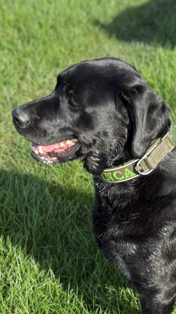 HQSHNY Hondenhalsband voor grote honden, 5 cm breed, stevig ontwerp met handvat voor extra grote hondenrassen, zacht gevoerd neopreen nylon, rood, 43-56 cm HQSHNY Hondenhalsband voor grote honden, 5 cm breed, stevig ontwerp met handvat voor extra grote hondenrassen, zacht gevoerd neopreen nylon, rood, 43-56 cm