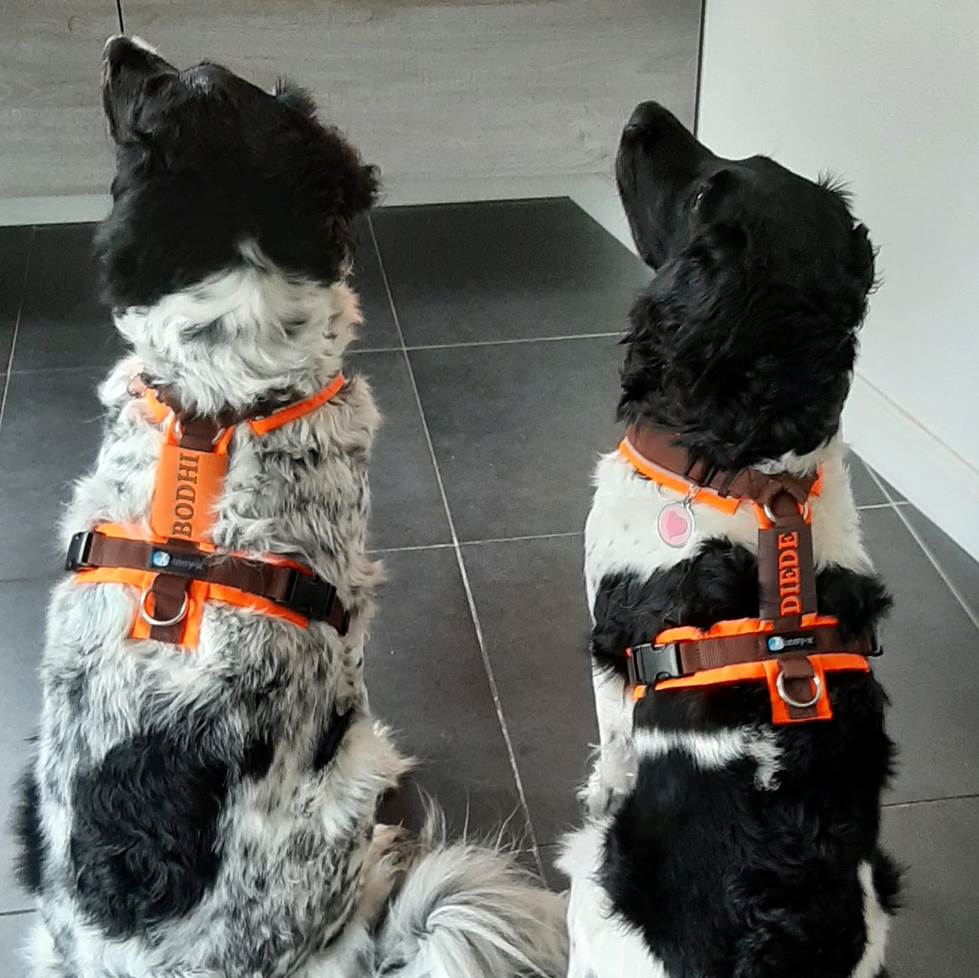 Ruffwear: tuigjes en meer voor avontuurlijke honden! - Pets Place Ruffwear: tuigjes en meer voor avontuurlijke honden! - Pets Place