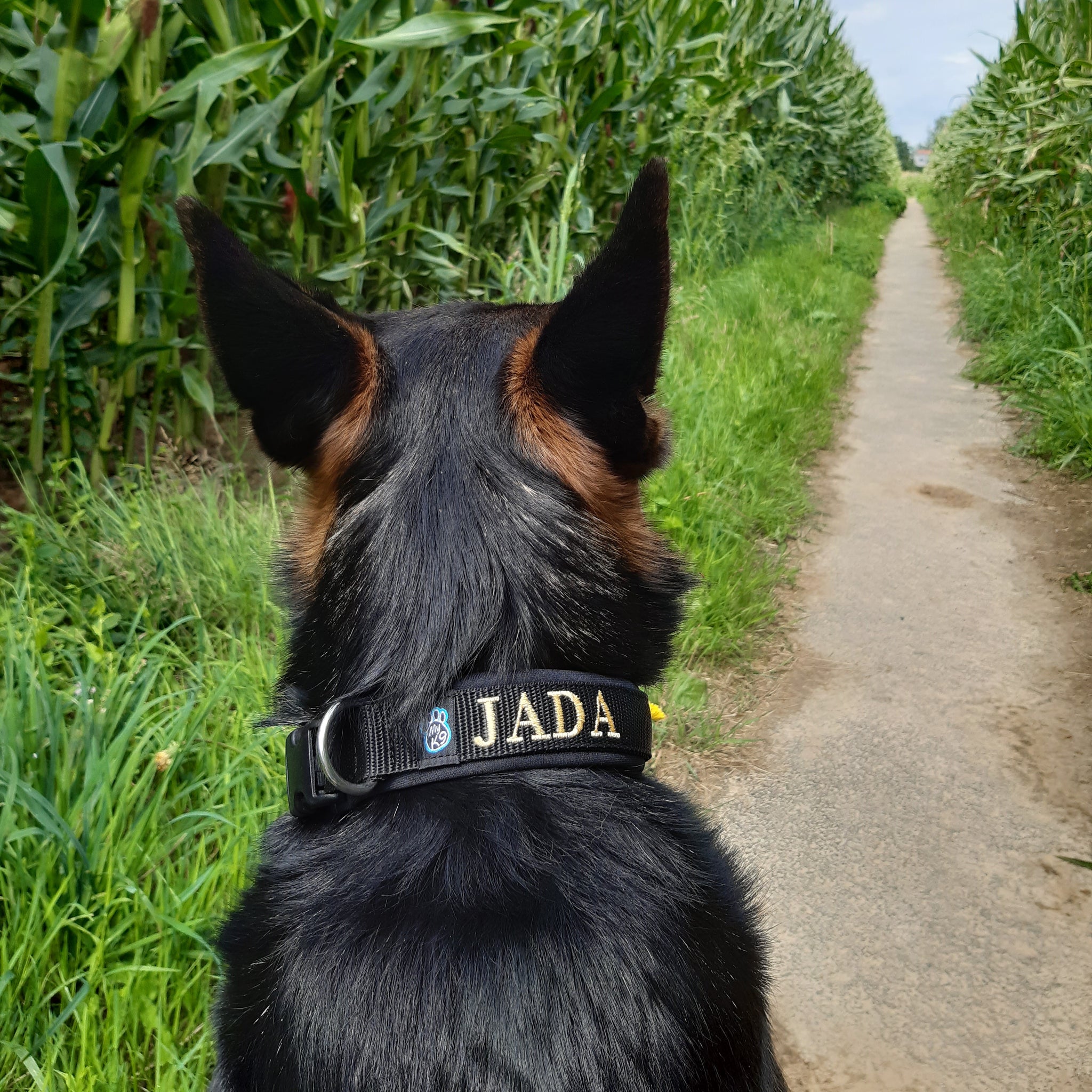 Beirui Gepersonaliseerde halsbanden - geborduurde aangepaste halsband met naam en telefoonnummer - reflecterende nylon halsband voor kleine middelgrote grote honden, turkoois, nek 17-28 inch Beirui Gepersonaliseerde halsbanden - geborduurde aangepaste halsband met naam en telefoonnummer - reflecterende nylon halsband voor kleine middelgrote grote honden, turkoois, nek 17-28 inch