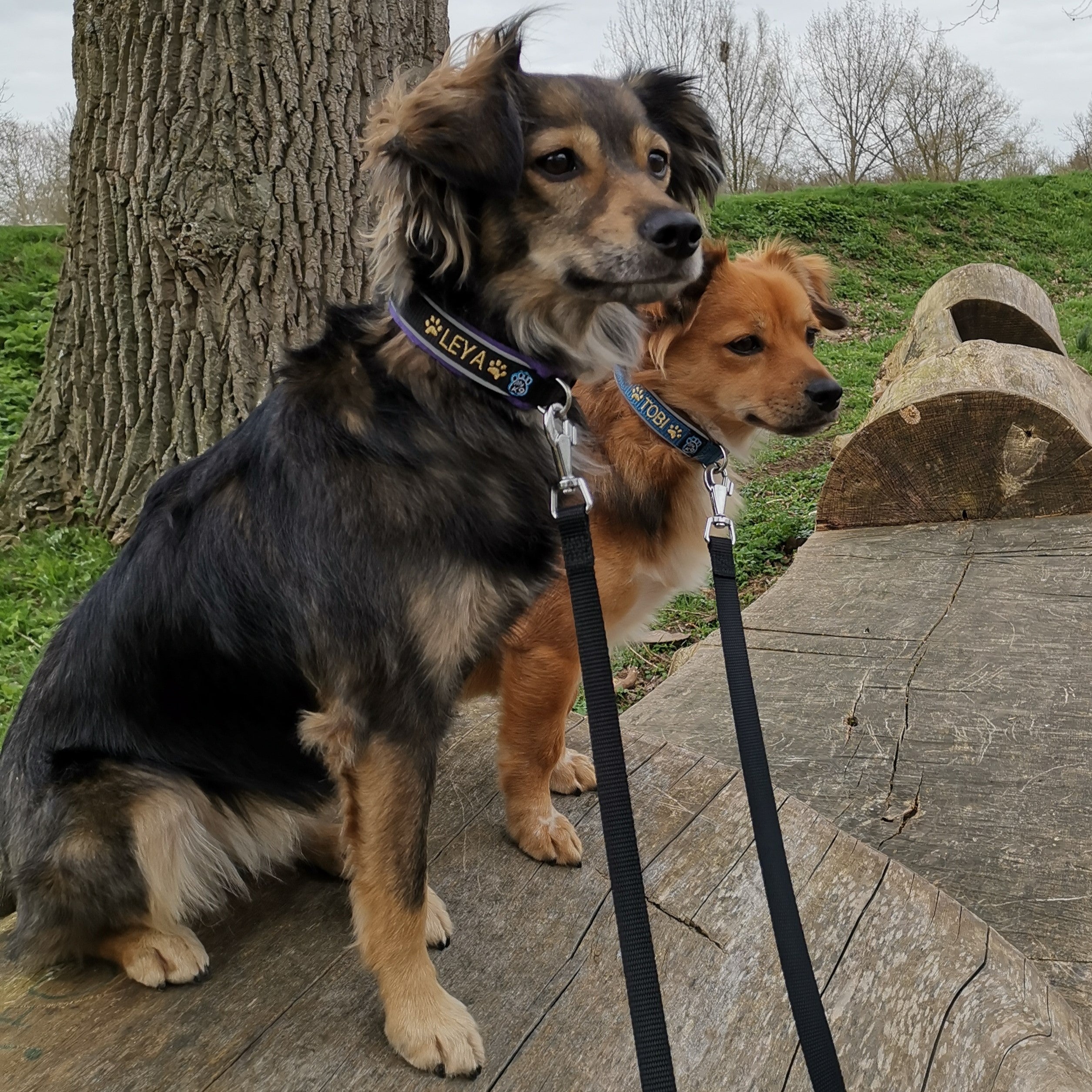Taglory Trainingsriem voor honden, 5 m, reflecterend, lang hondentouw, vastbinden, hondenriem voor kleine, middelgrote en grote honden, oranje Taglory Trainingsriem voor honden, 5 m, reflecterend, lang hondentouw, vastbinden, hondenriem voor kleine, middelgrote en grote honden, oranje