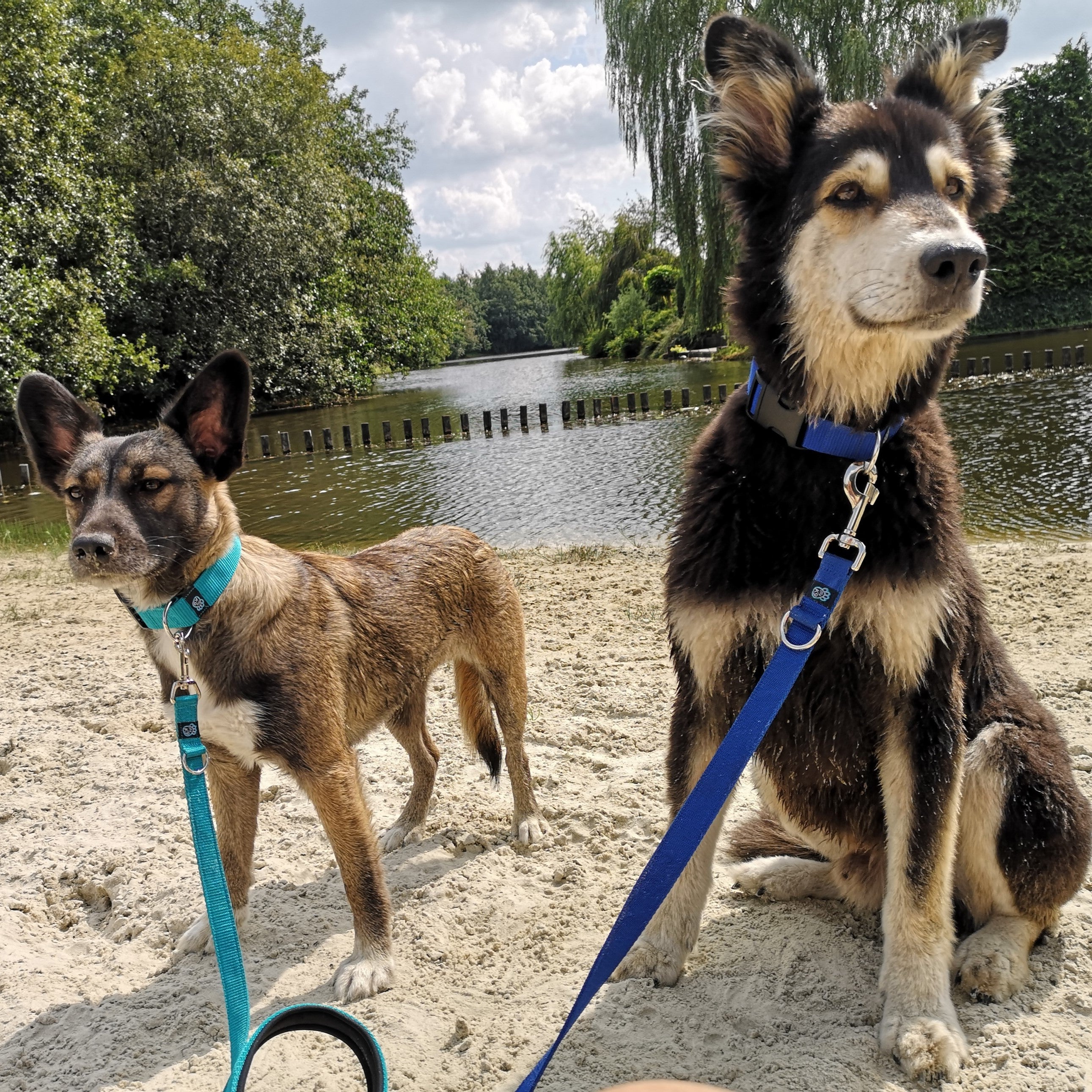 Sweetie Hondenriem, touw, sterke riem, 2 gevoerde handgrepen, 1,5 meter, middelgrote, grote honden, reflecterend, weerbestendig, met O-ring Blauw Sweetie Hondenriem, touw, sterke riem, 2 gevoerde handgrepen, 1,5 meter, middelgrote, grote honden, reflecterend, weerbestendig, met O-ring Blauw