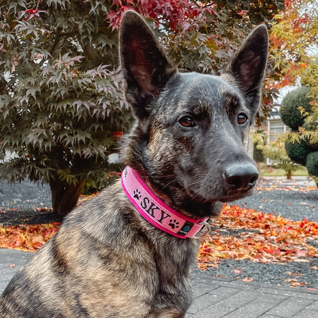 MyK9-halsband-met-naam-fleece-M-herder-roze.jpeg